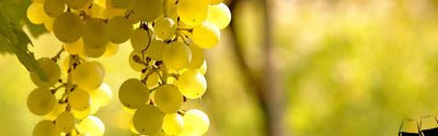 Sauvignon Blanc wijnen bestellen bij Flesjewijn.com