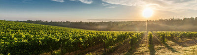 Grand Cru wijn