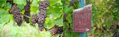 Pinot Gris kopen 