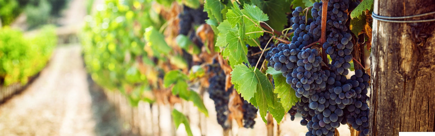 Pinot Noir wijnen bestellen bij Flesjewijn.com