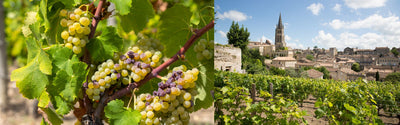 Semillon wijn