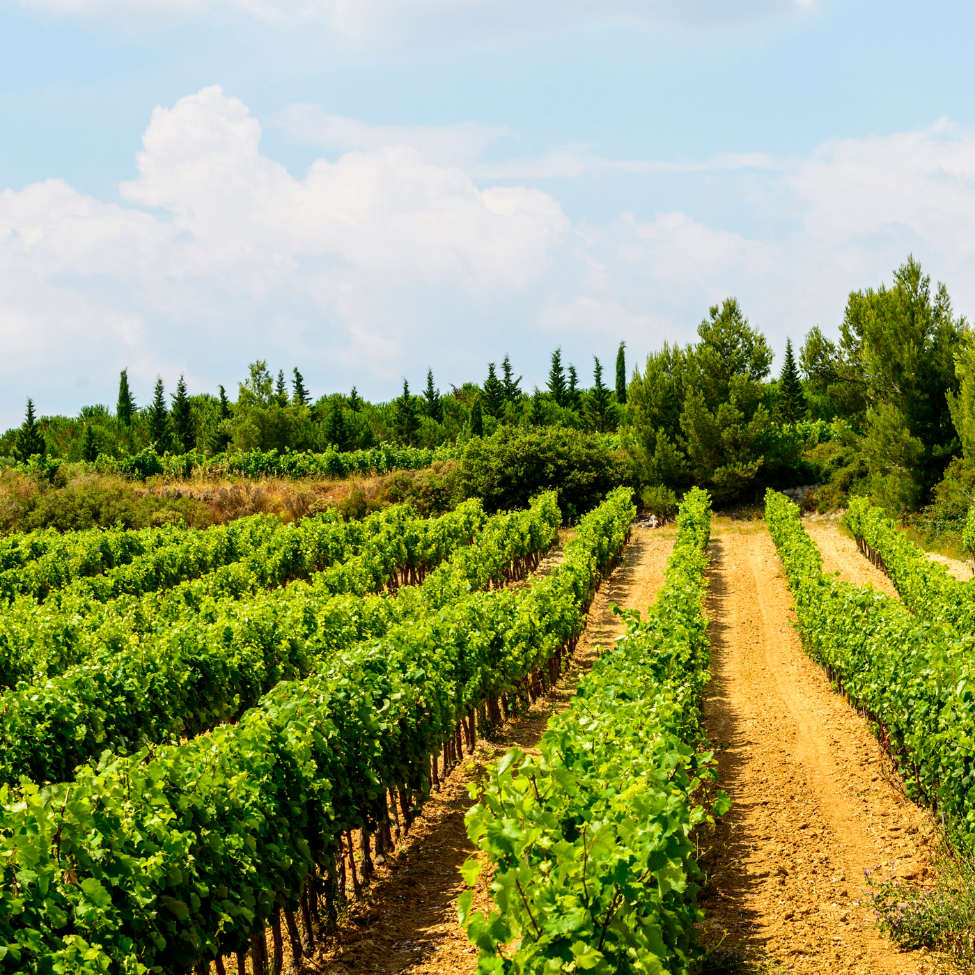 Vin de Pays d'Oc wijnen zijn wijnen afkomsting uit Languedoc-Roussillon kan je bestellen bij Flesjewijn.com