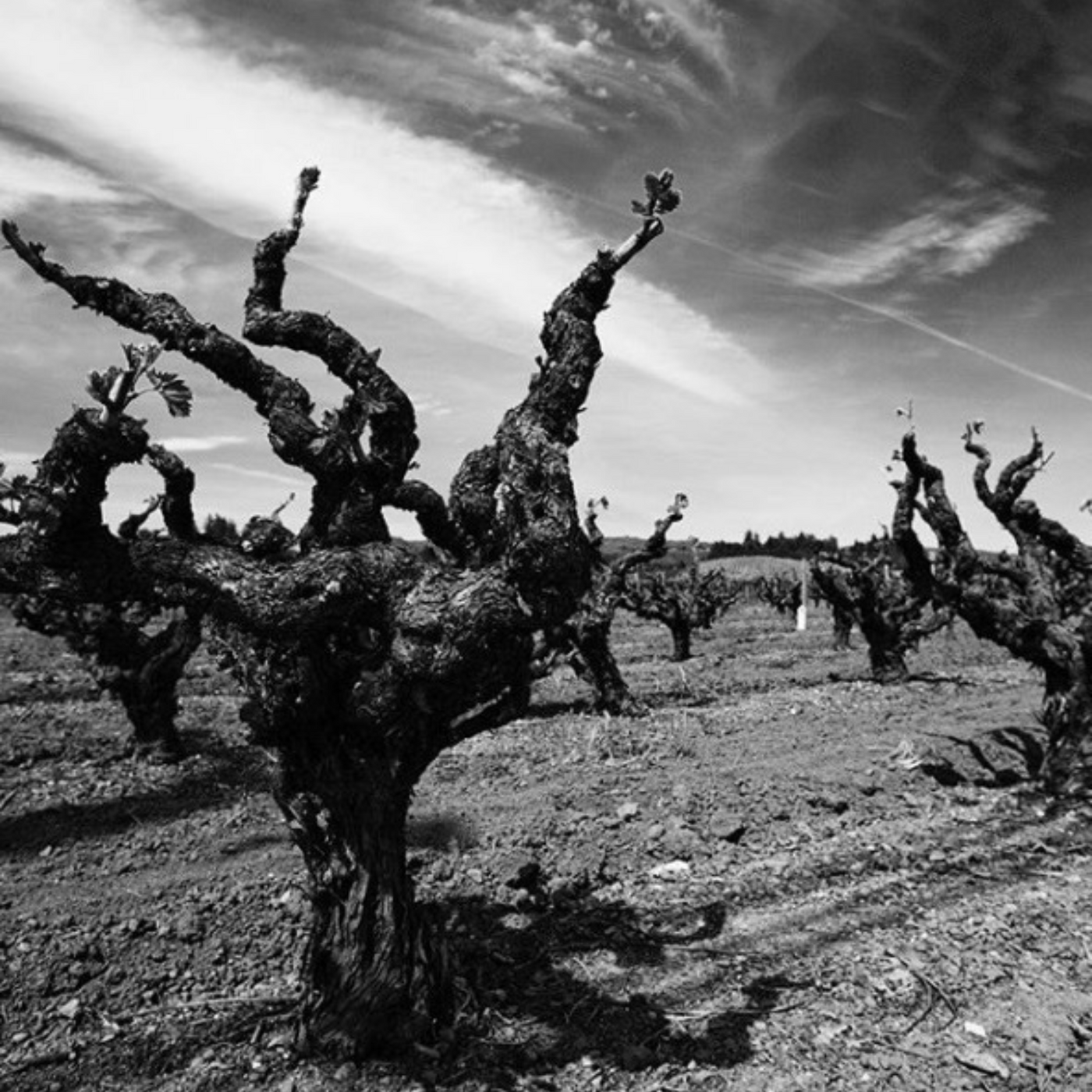 Gnarly Head wijnen: Heerlijke vol smakende Californische wijnen bestel je bij Flesjewijn.com